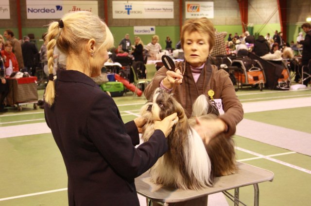 Shih Tzu Danmark